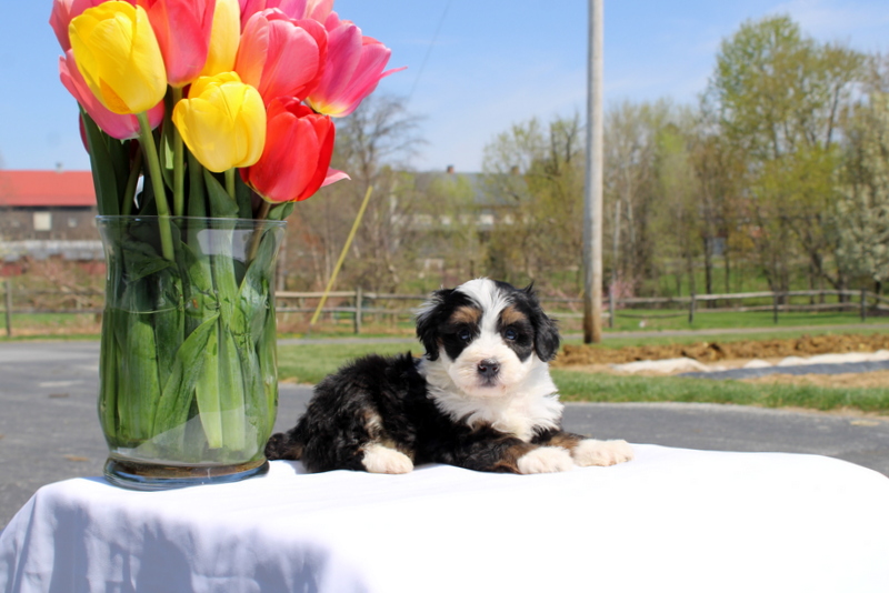 puppy, for, sale, Mini Bernedoodle F2, Matthew B. Stoltzfus, dog, breeder, Gap, PA, dog-breeder, puppy-for-sale, forsale, nearby, find, puppyfind, locator, puppylocator, aca